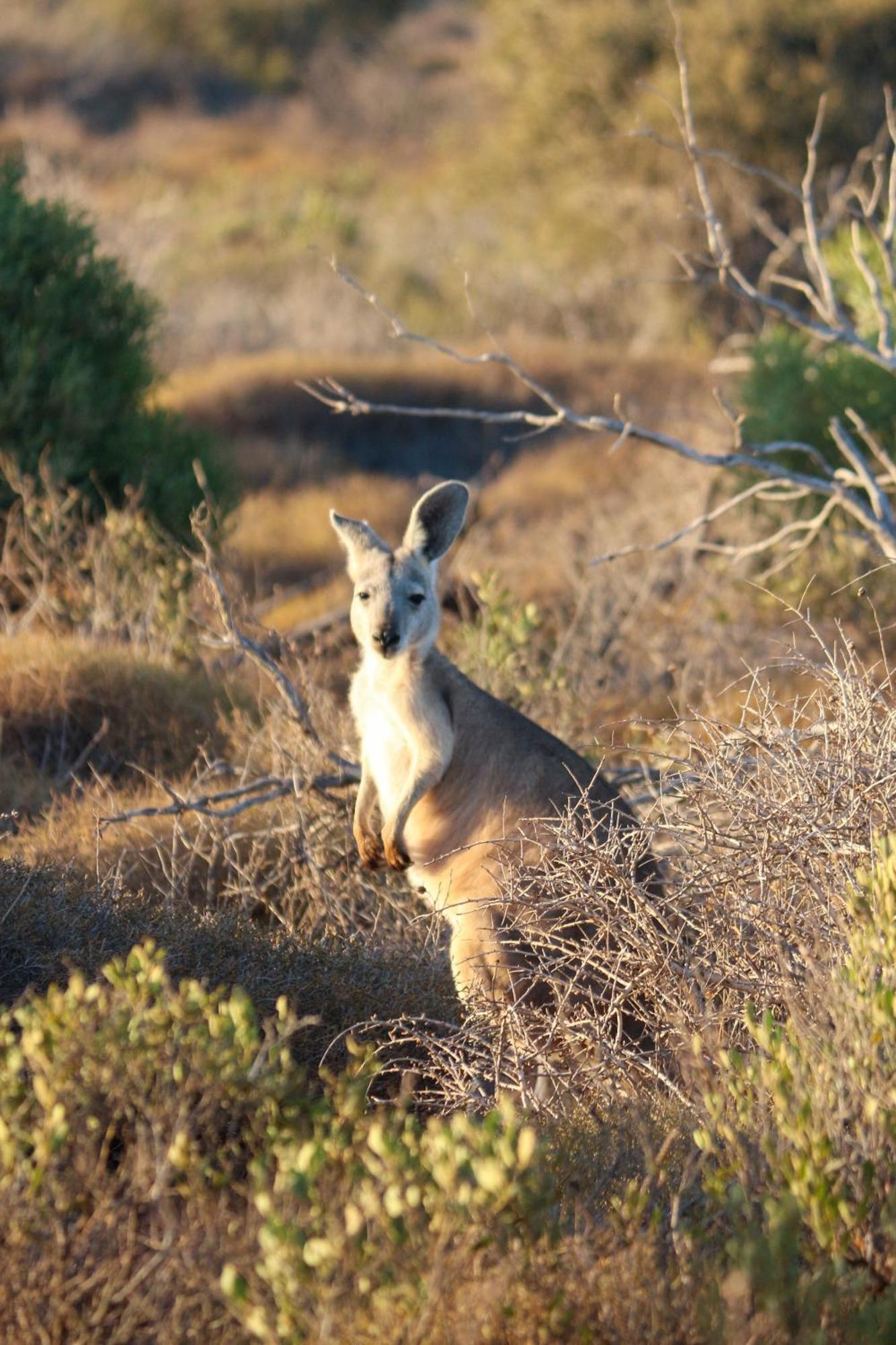Heritage Shark Bay 4*